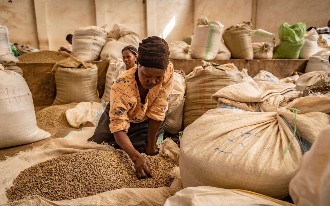Aufbau der Mount Elgon Kaffee Kooperative in Uganda